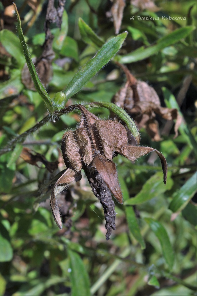 Image of Campanula medium specimen.