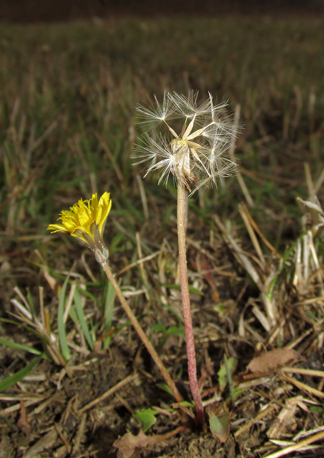 Image of Taraxacum perenne specimen.