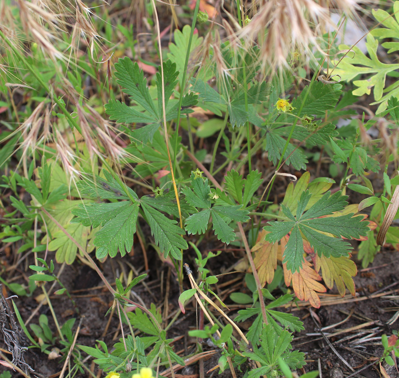 Image of genus Potentilla specimen.