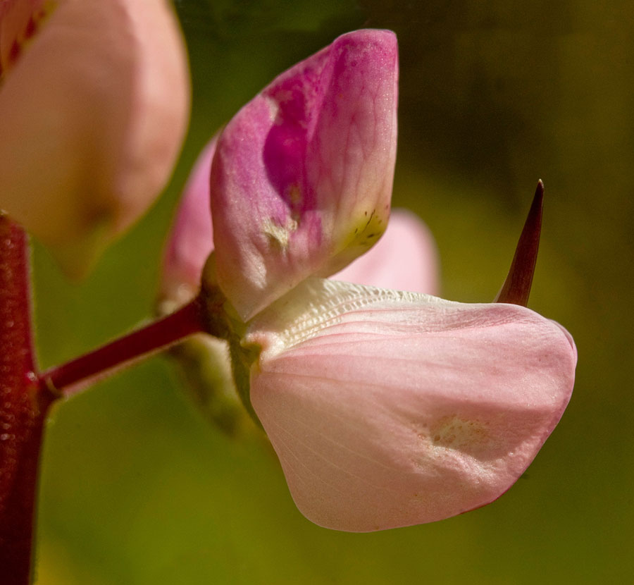 Image of Lupinus &times; regalis specimen.