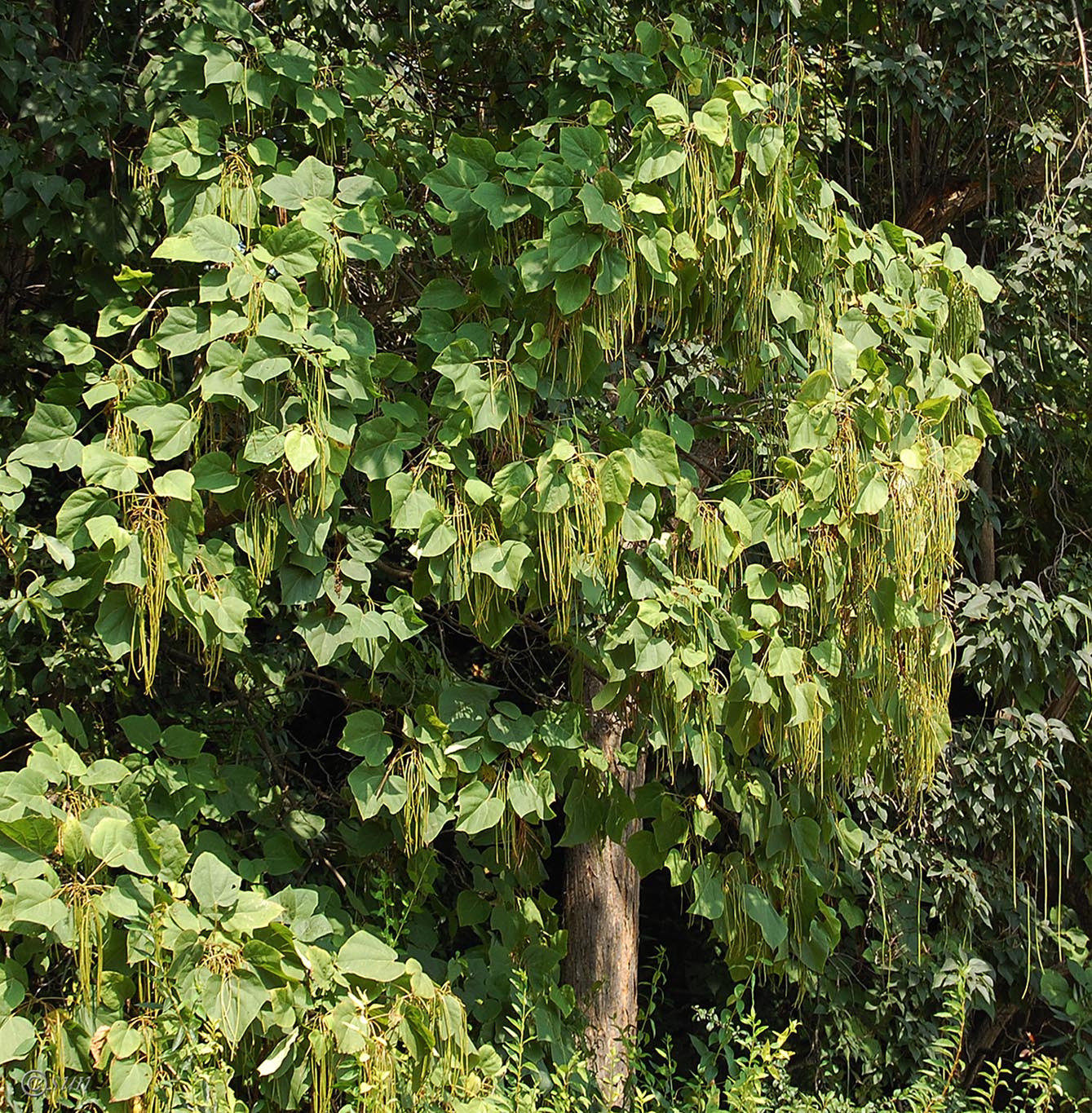 Image of Catalpa ovata specimen.