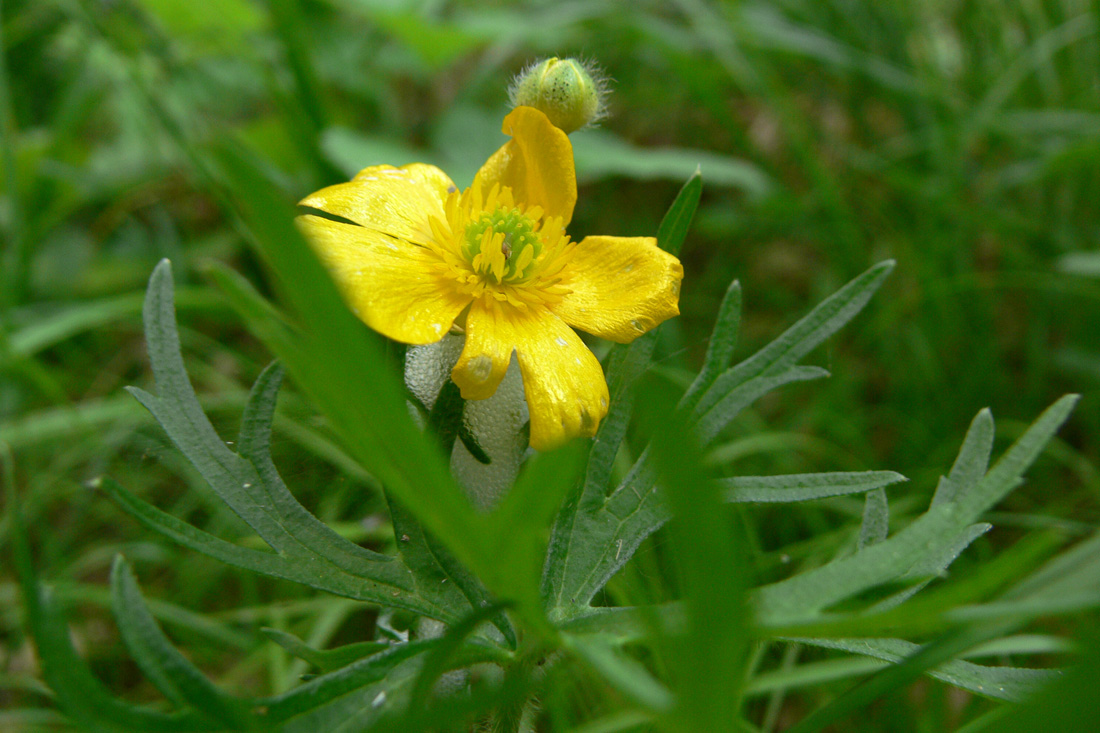 Image of Ranunculus polyanthemos specimen.