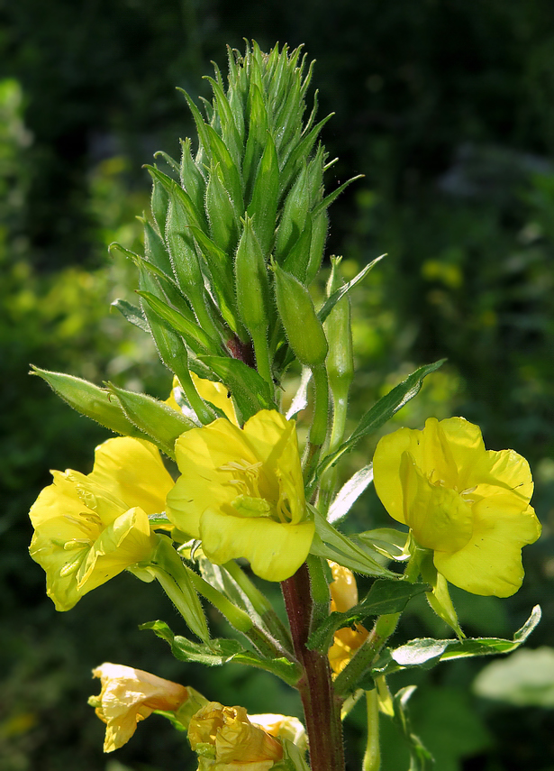 Image of Oenothera rubricaulis specimen.