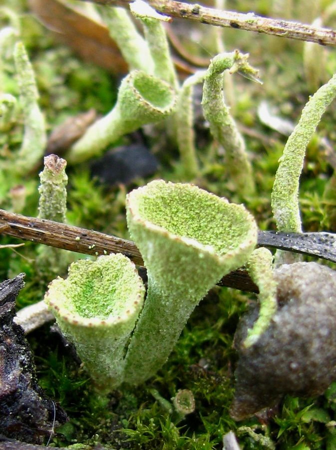 Изображение особи род Cladonia.