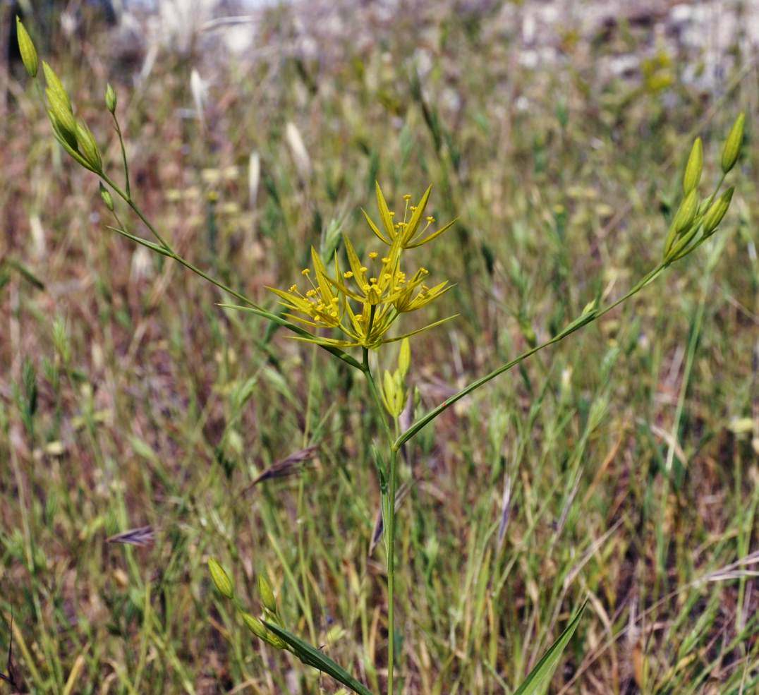 Image of Bupleurum odontites specimen.