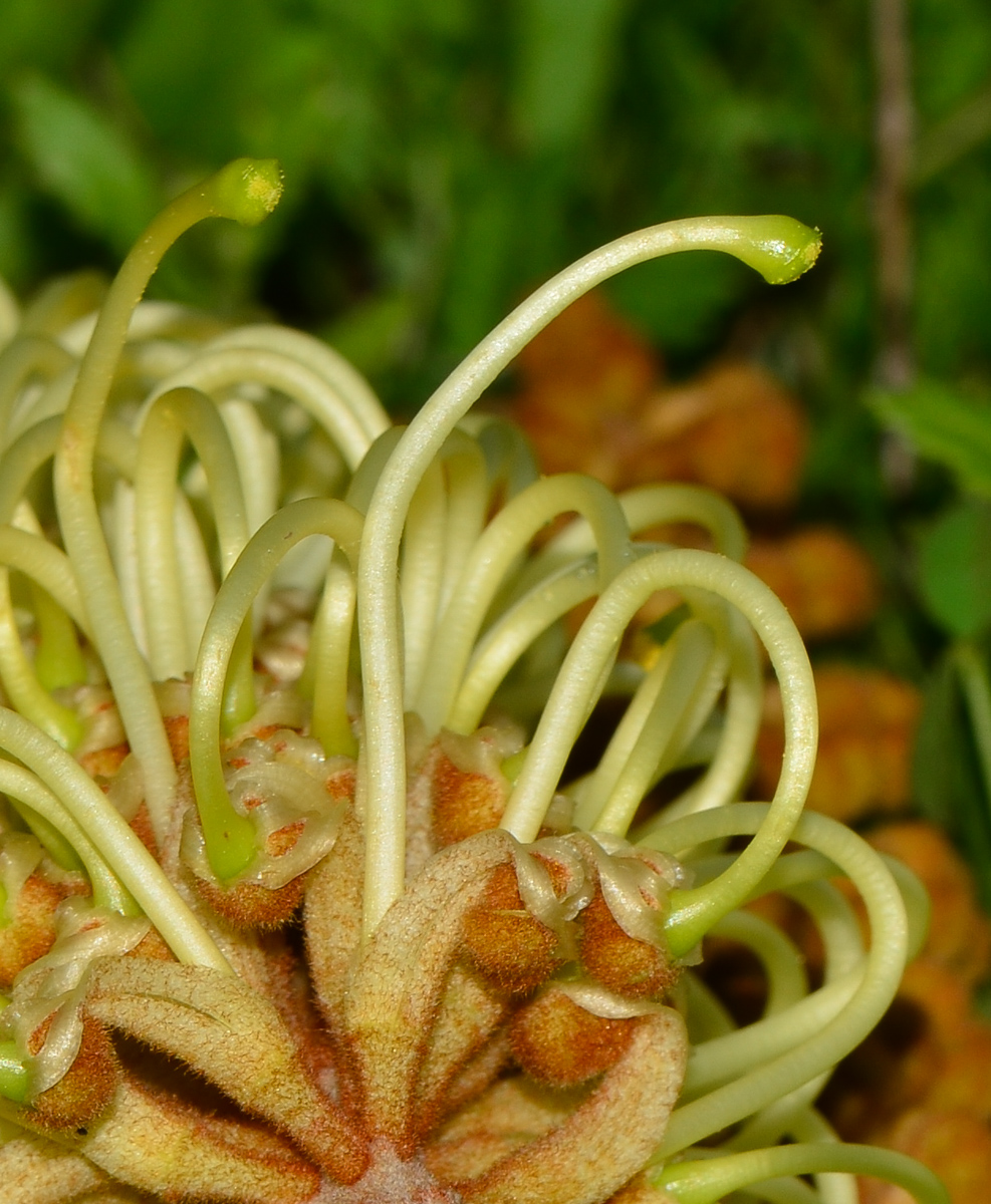 Image of Grevillea hodgei specimen.