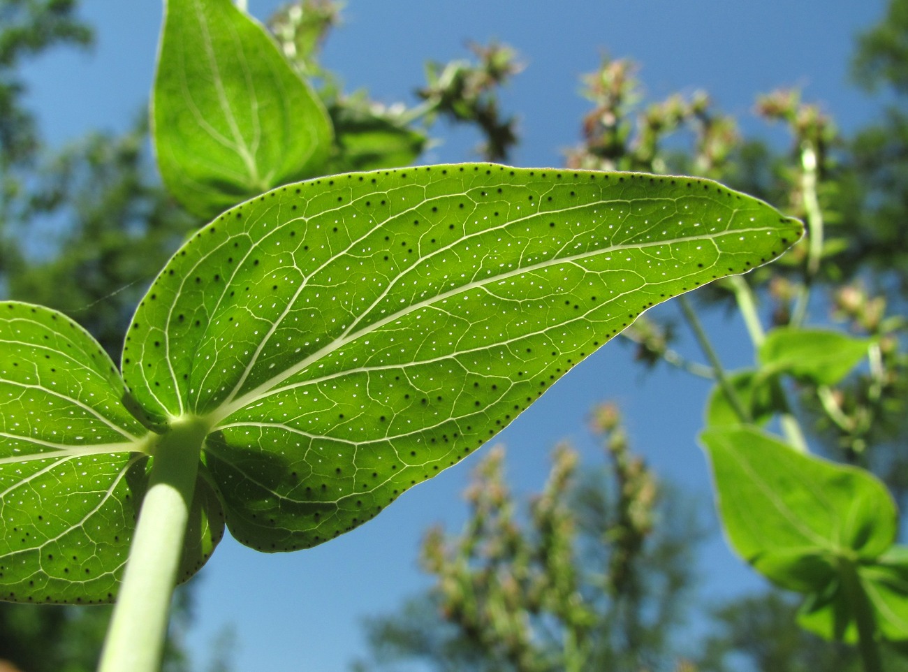 Image of Hypericum maleevii specimen.