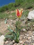 Tulipa berkariensis × T. greigii