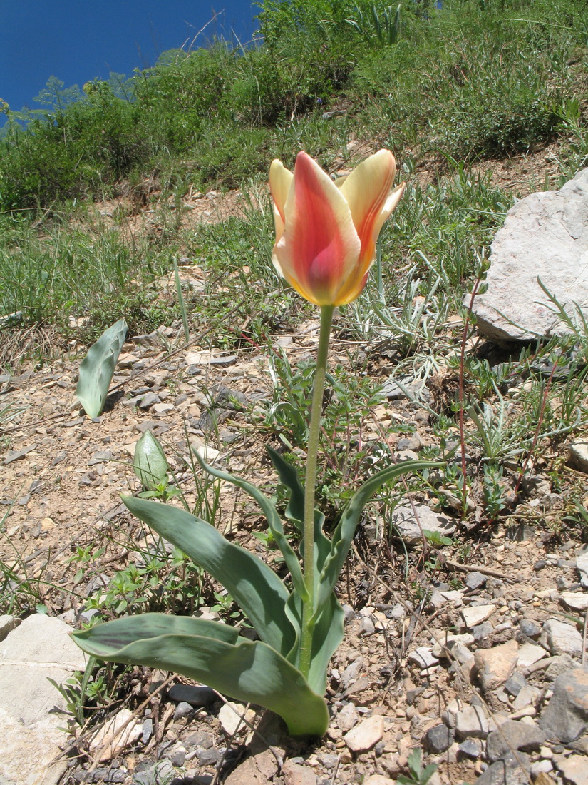 Image of genus Tulipa specimen.