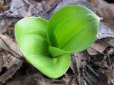 Listera ovata. Разворачивающиеся листья (вид сверху). Украина, Киев, заказник \"Лесники\", низинная часть. 10 апреля 2010 г.