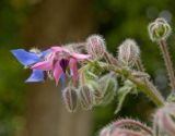 Borago officinalis. Цветки и бутоны. Пермь, Свердловский р-н, в озеленении двора. 5 июля 2017 г.