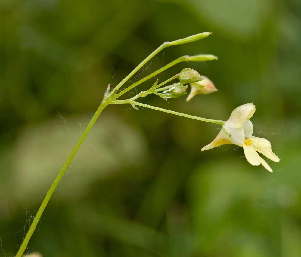 Image of Impatiens parviflora specimen.