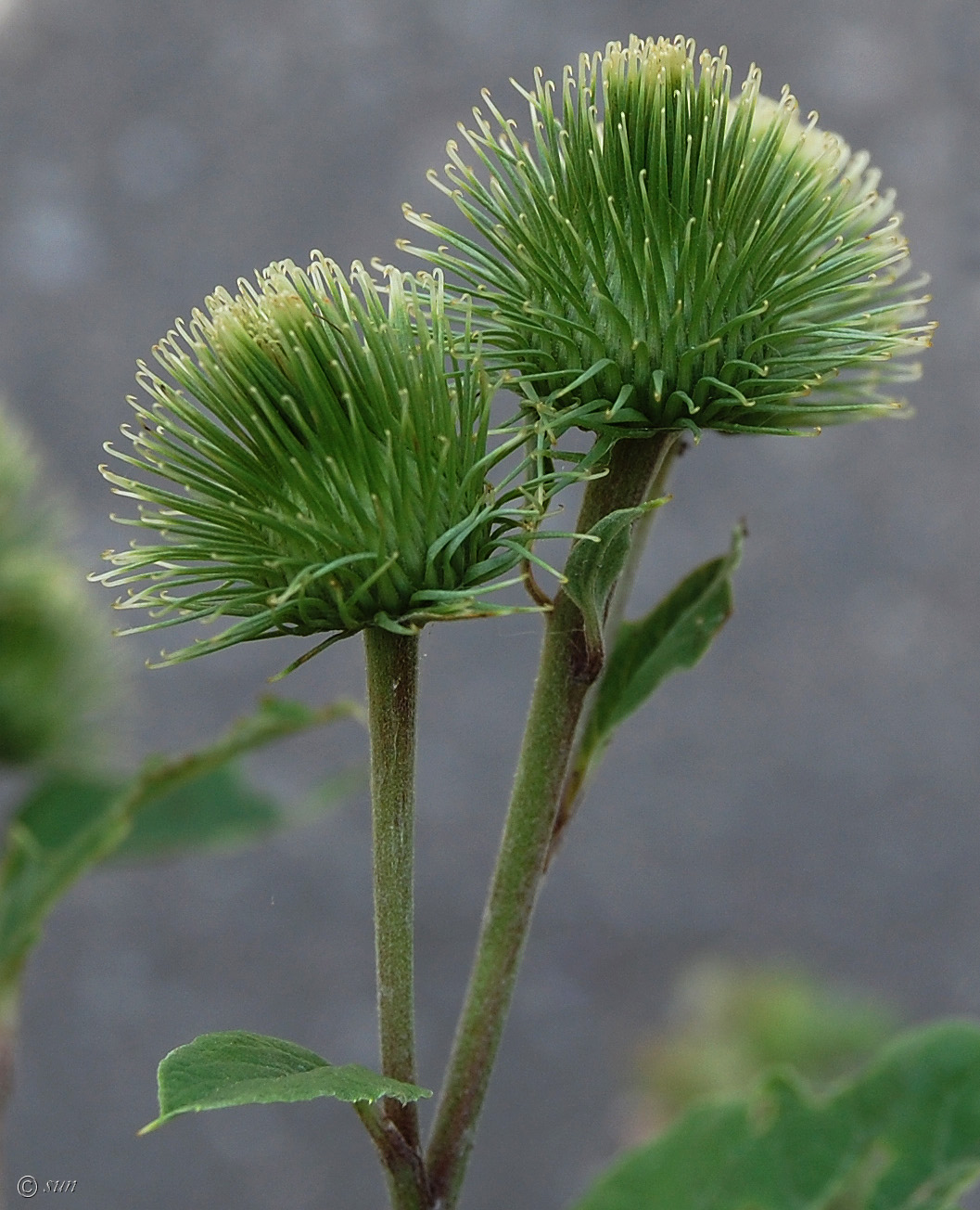 Изображение особи Arctium lappa.