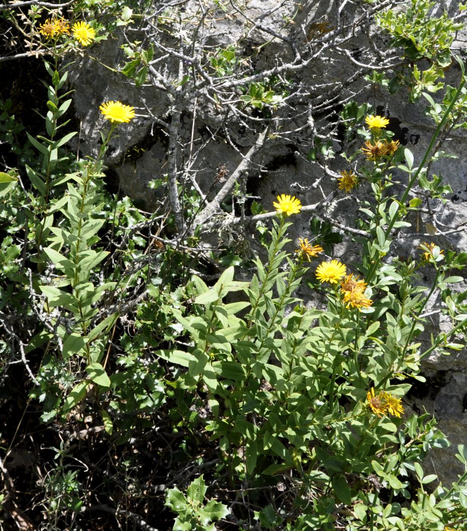 Image of Inula salicina specimen.