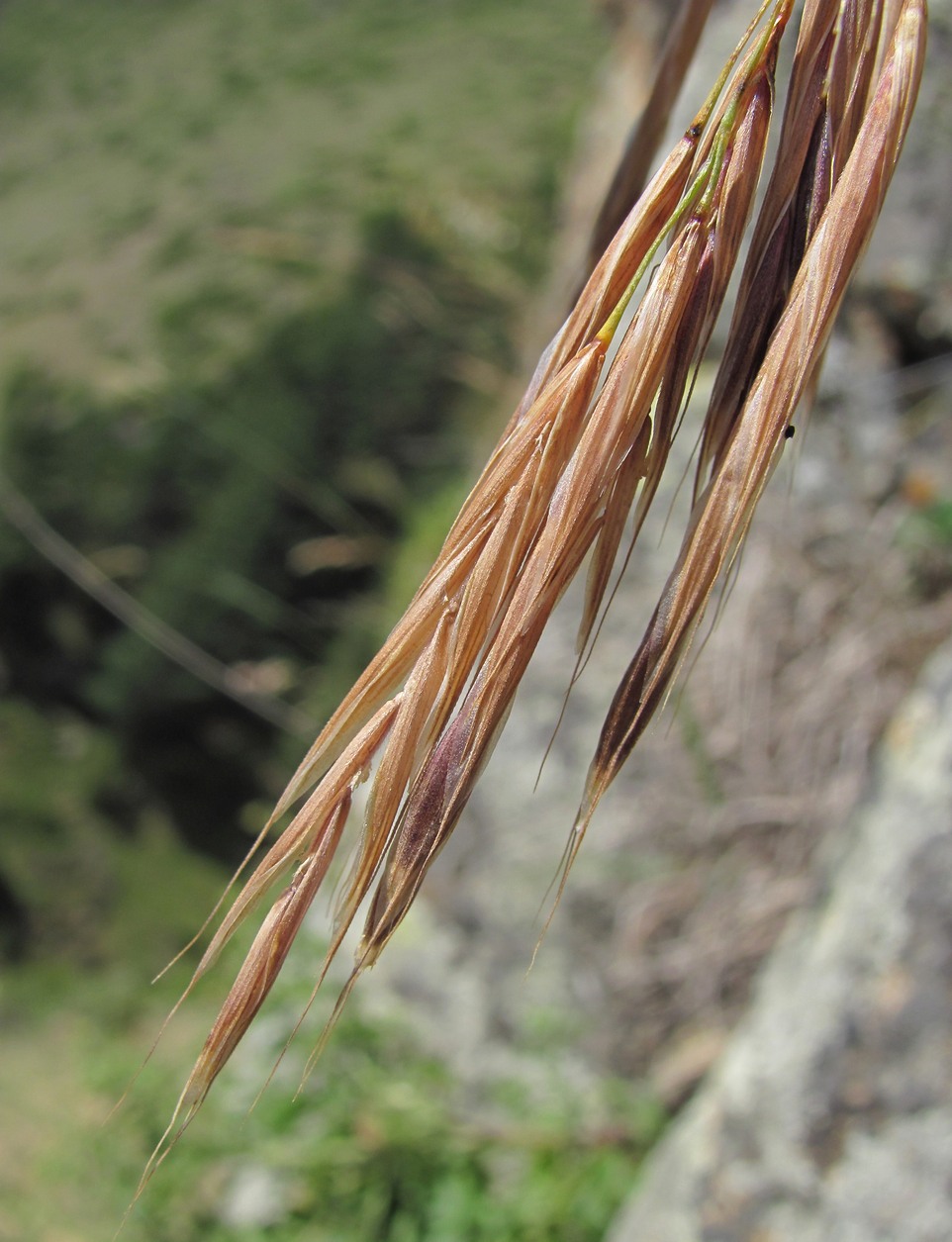 Image of Bromopsis variegata specimen.