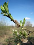 genus Salix