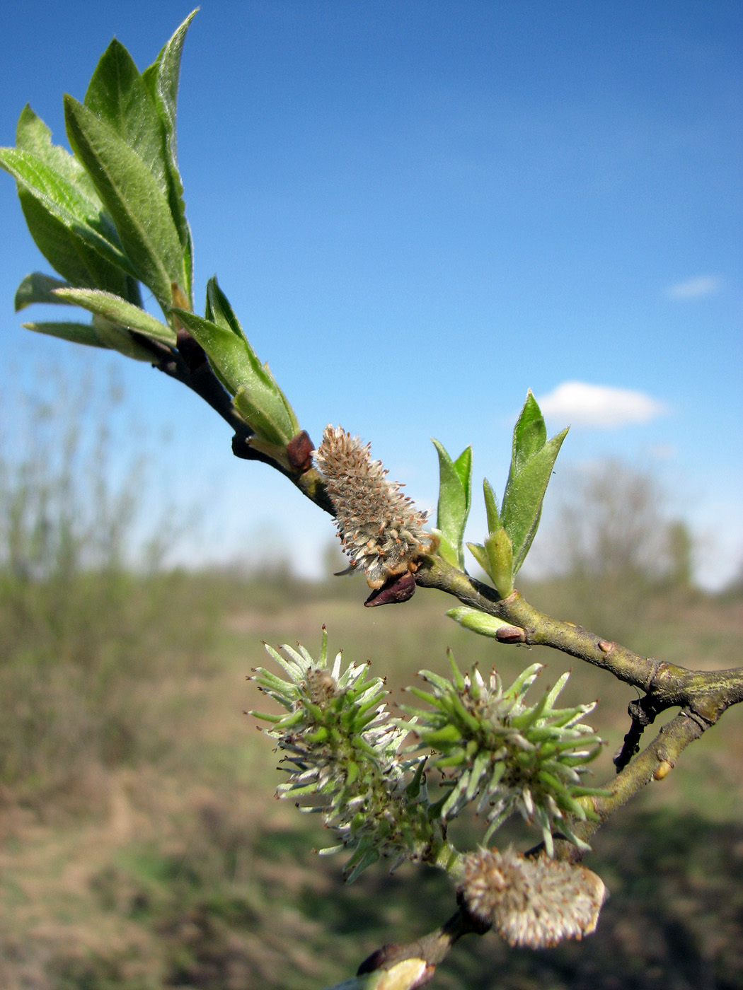 Image of genus Salix specimen.