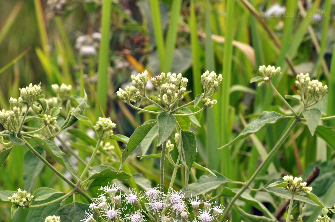 Image of Ageratum conyzoides specimen.