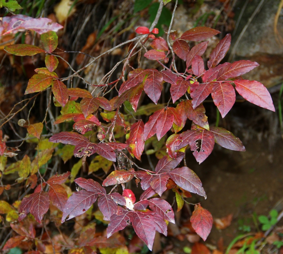 Изображение особи Vaccinium arctostaphylos.