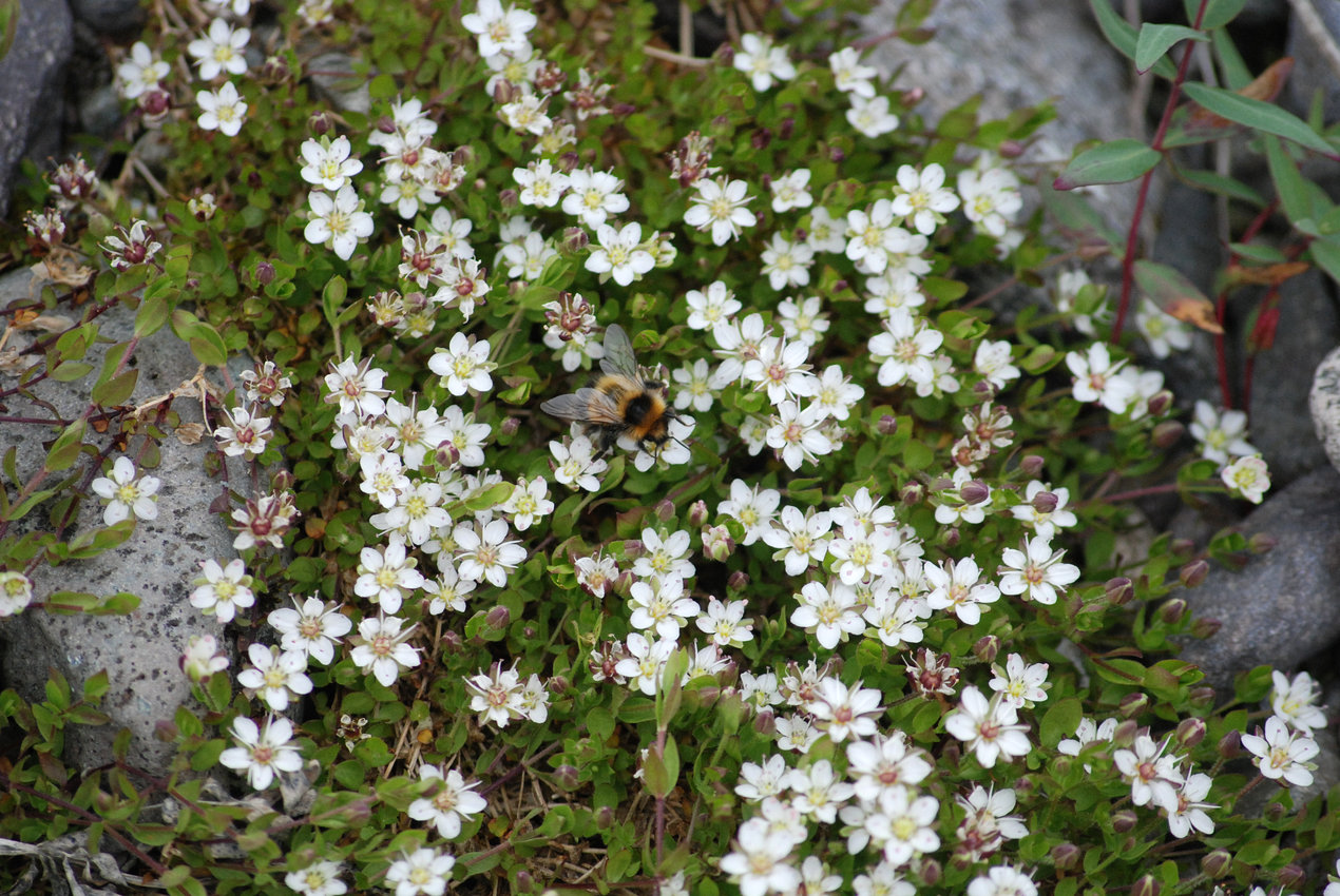 Изображение особи Wilhelmsia physodes.