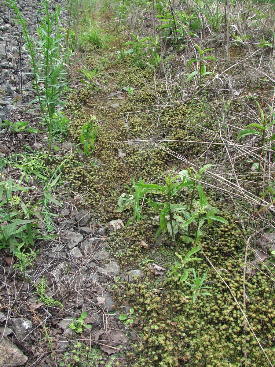 Изображение особи Marchantia polymorpha.