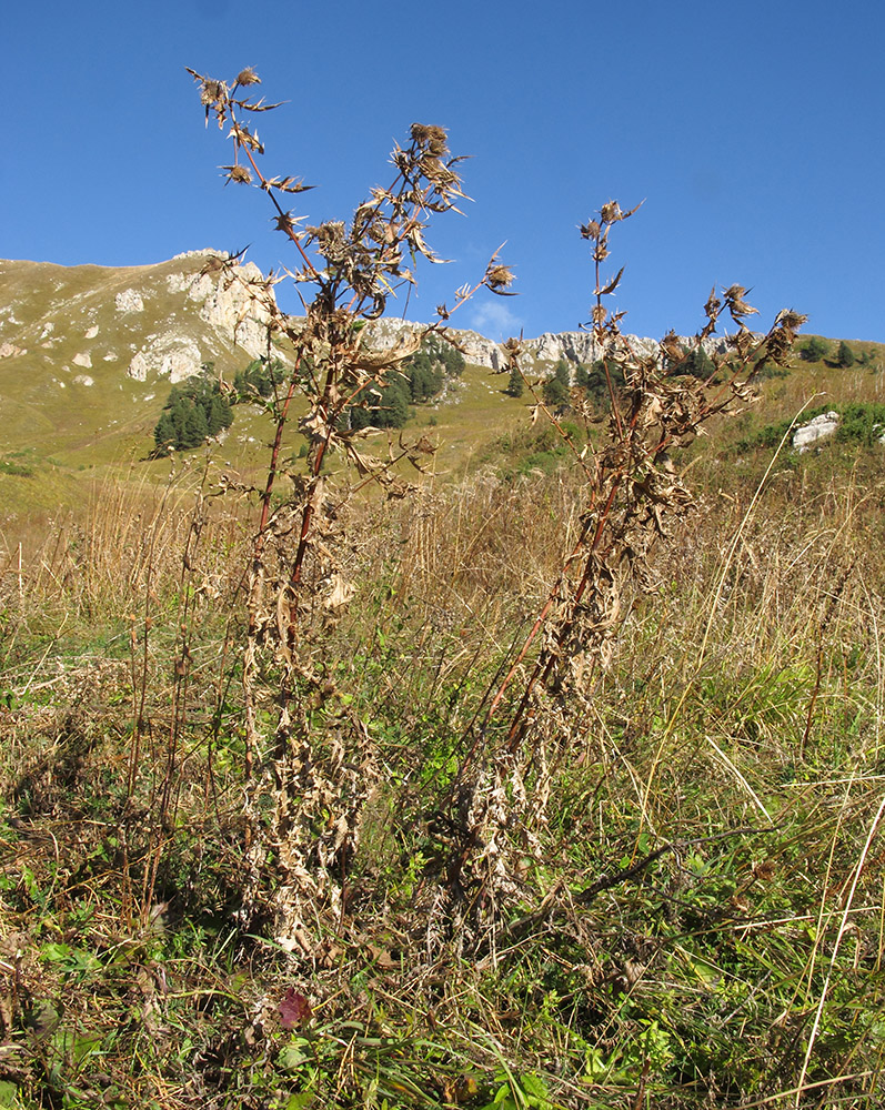 Image of Cirsium chlorocomos specimen.