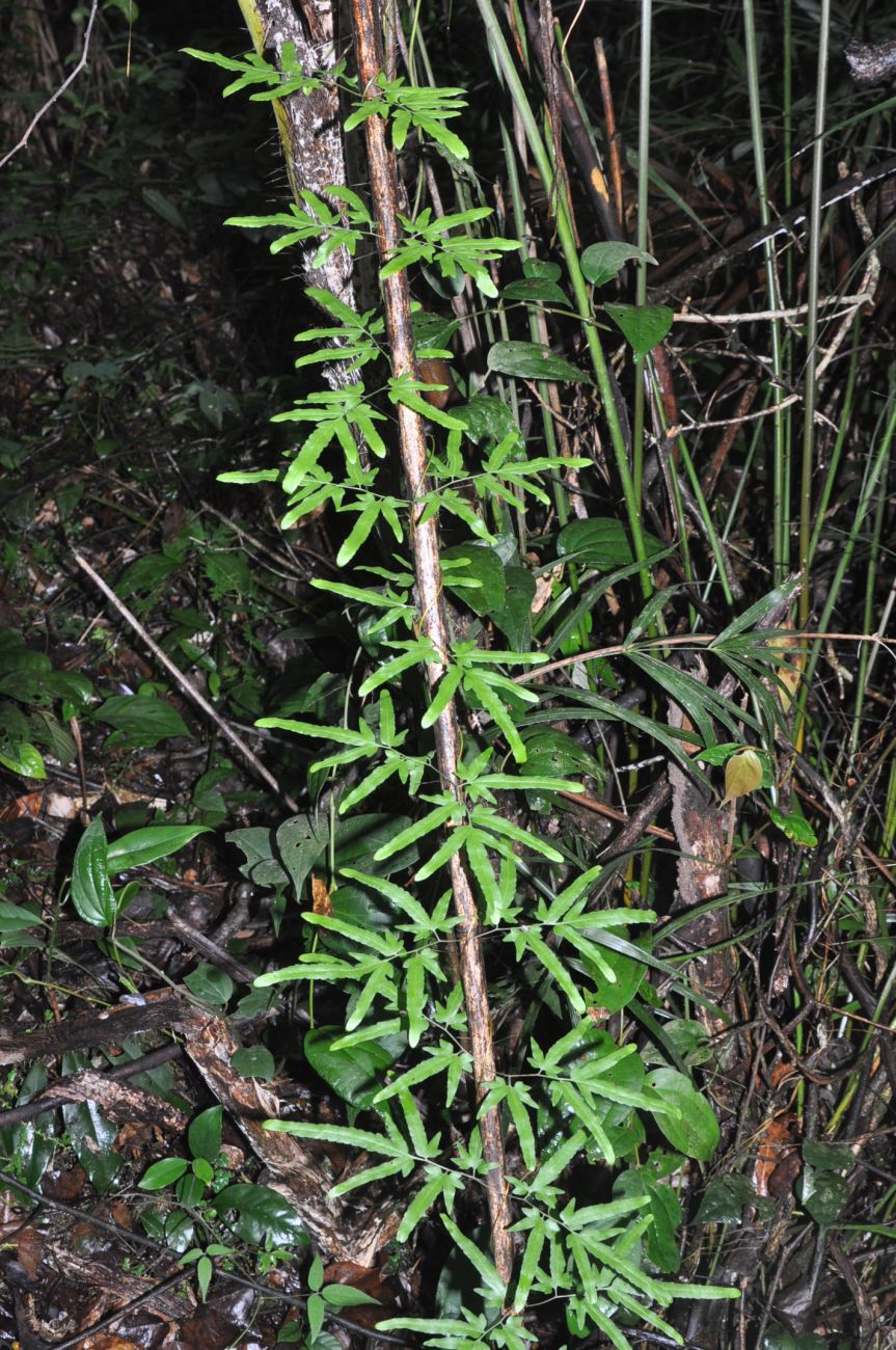 Image of Lygodium japonicum specimen.