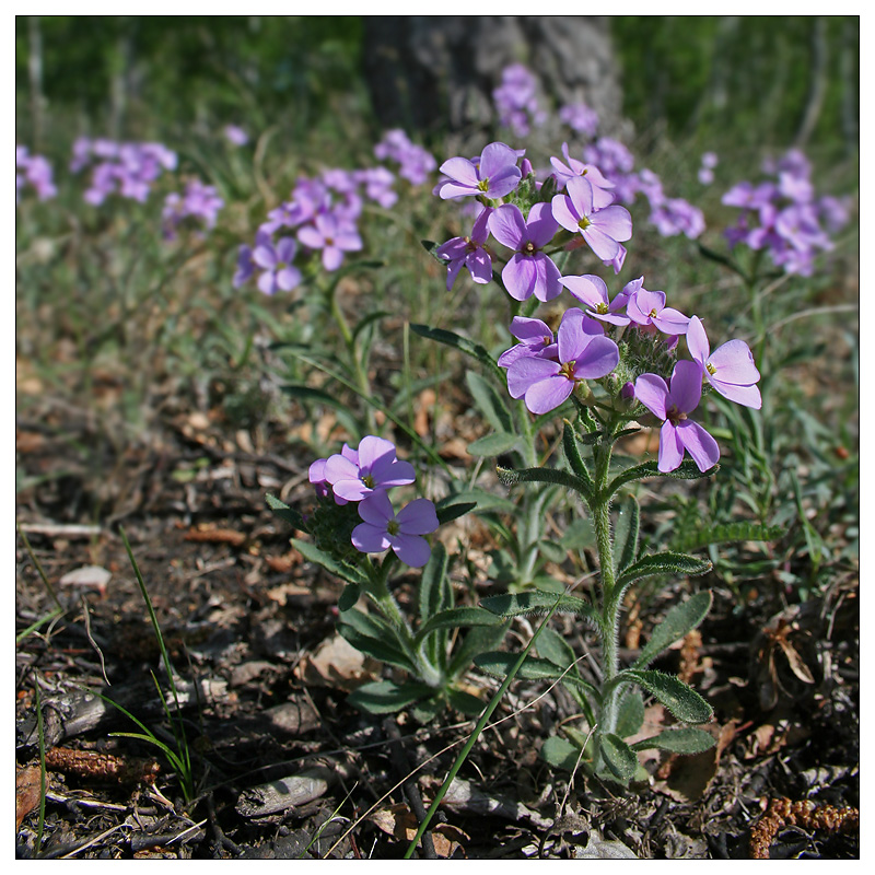 Image of Clausia aprica specimen.