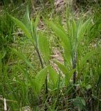 genus Centaurea