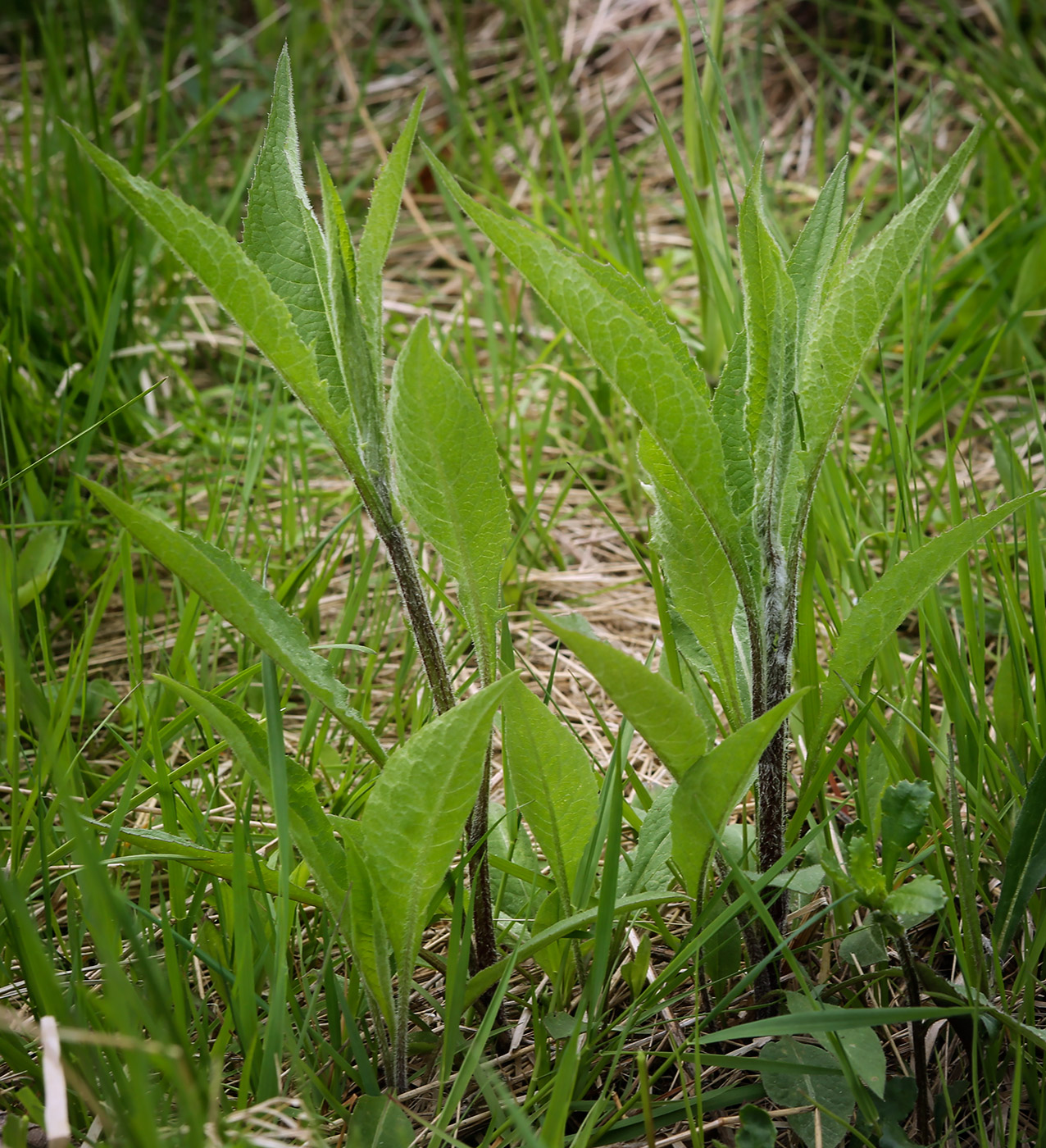 Image of genus Centaurea specimen.