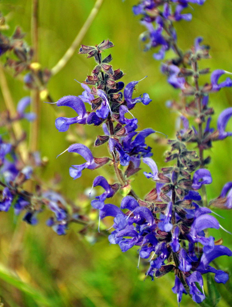 Image of Salvia pratensis specimen.