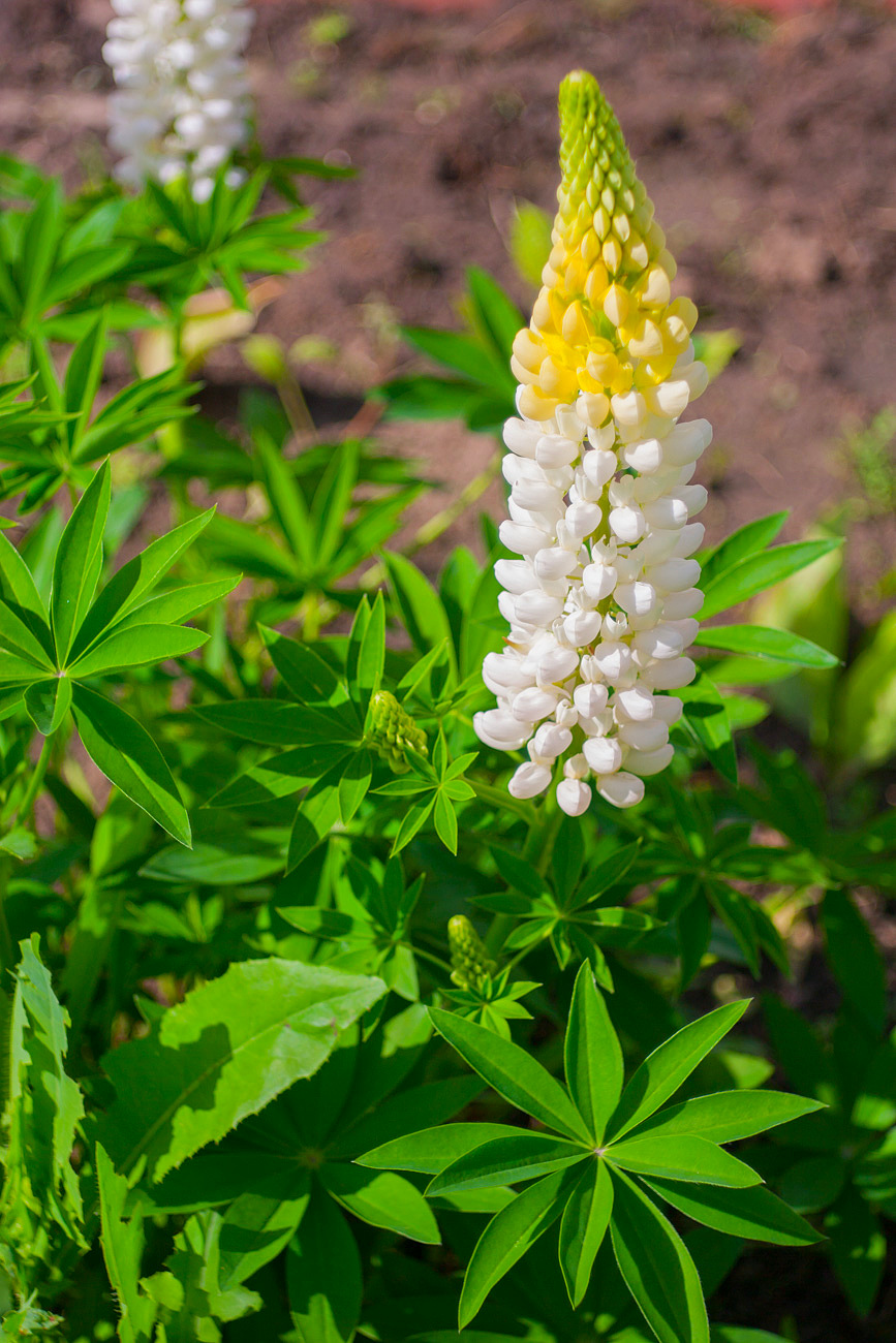 Image of Lupinus &times; regalis specimen.