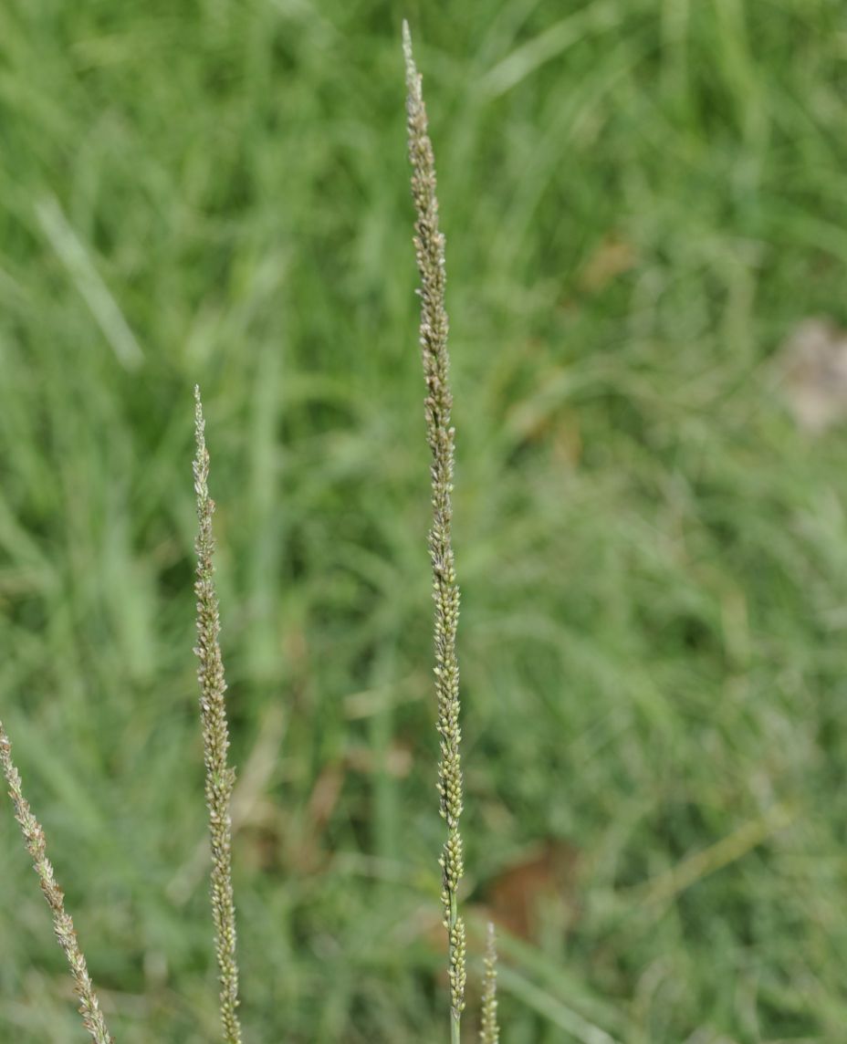 Image of familia Poaceae specimen.