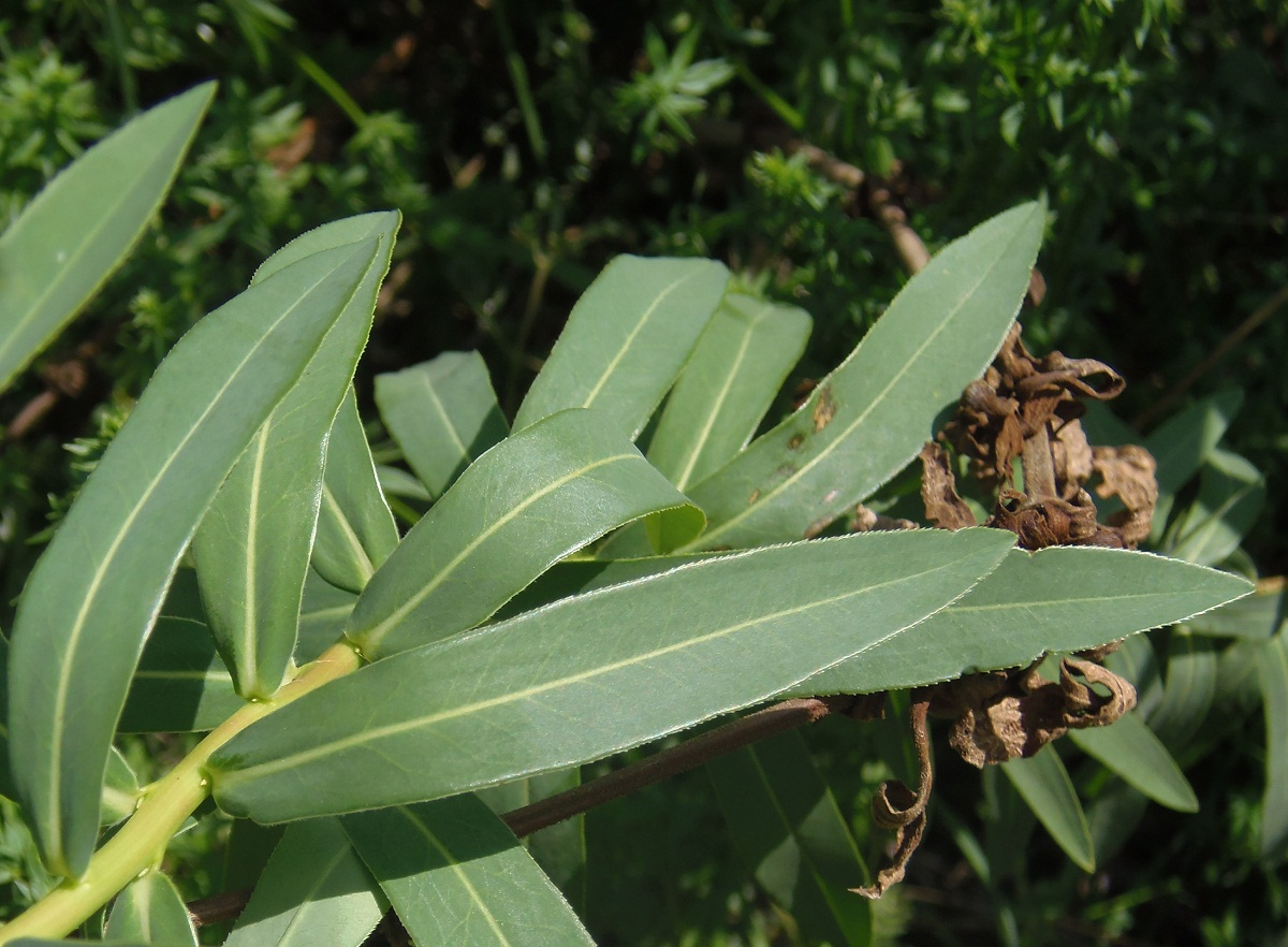 Image of Euphorbia semivillosa specimen.