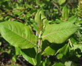 Salix hastata. Верхушка молодого побега. Магаданская обл., пригород г. Магадан, пос. Дукча, низовья р. Дукча, на берегу. 01.07.2018.