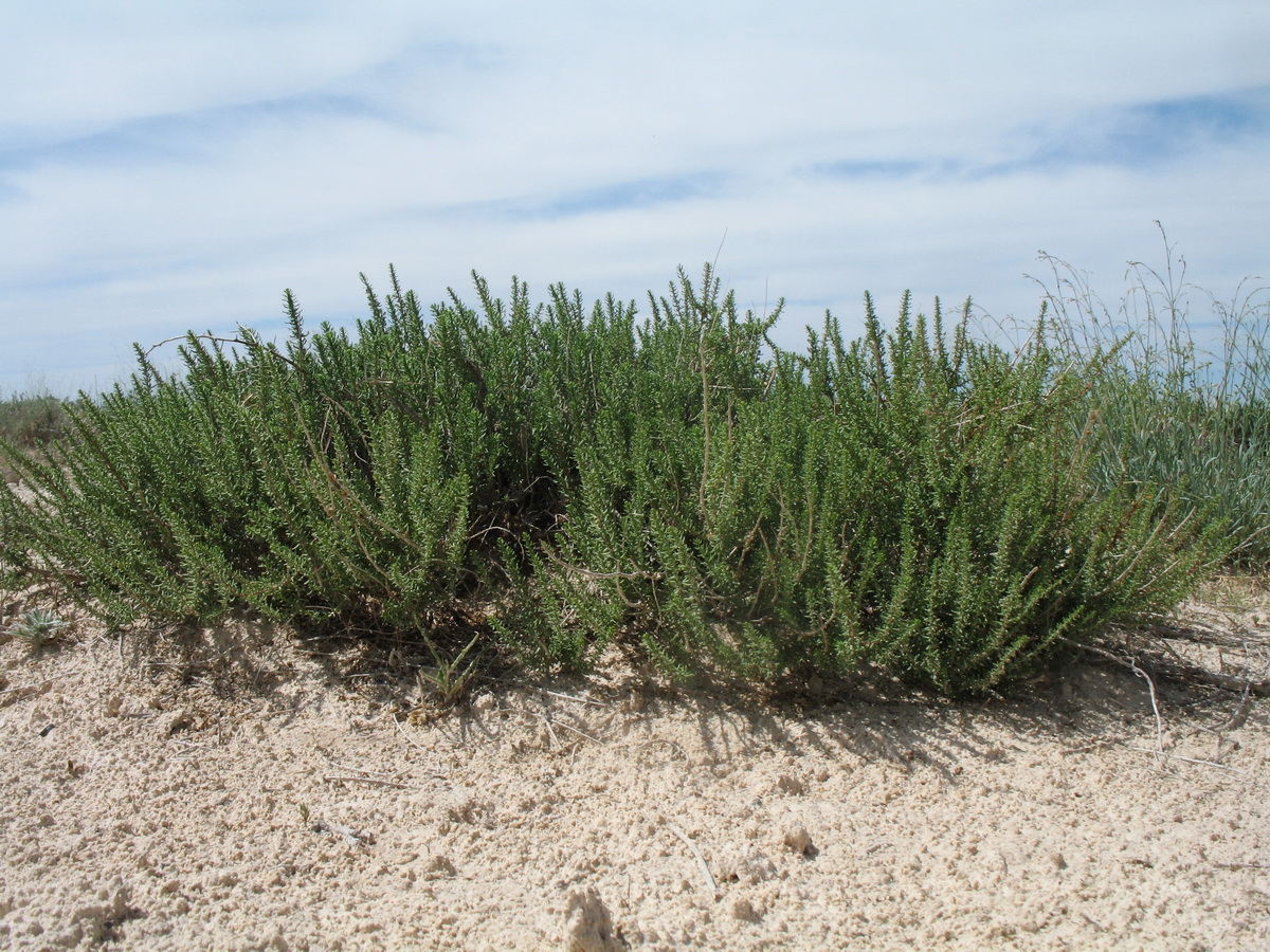 Image of Salsola laricina specimen.