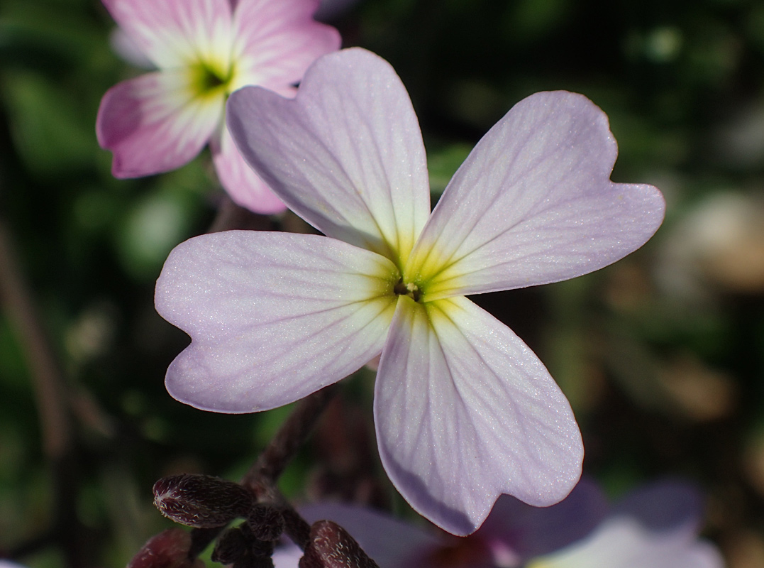 Image of Malcolmia flexuosa specimen.