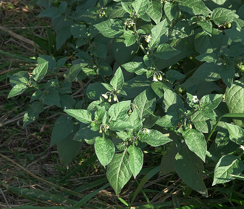 Изображение особи Solanum nigrum.