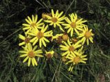 Senecio jacobaea