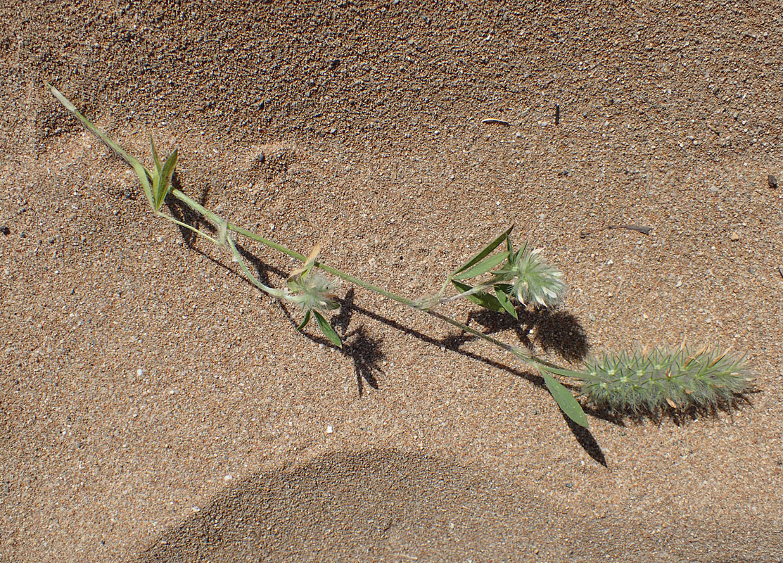 Изображение особи Trifolium angustifolium.