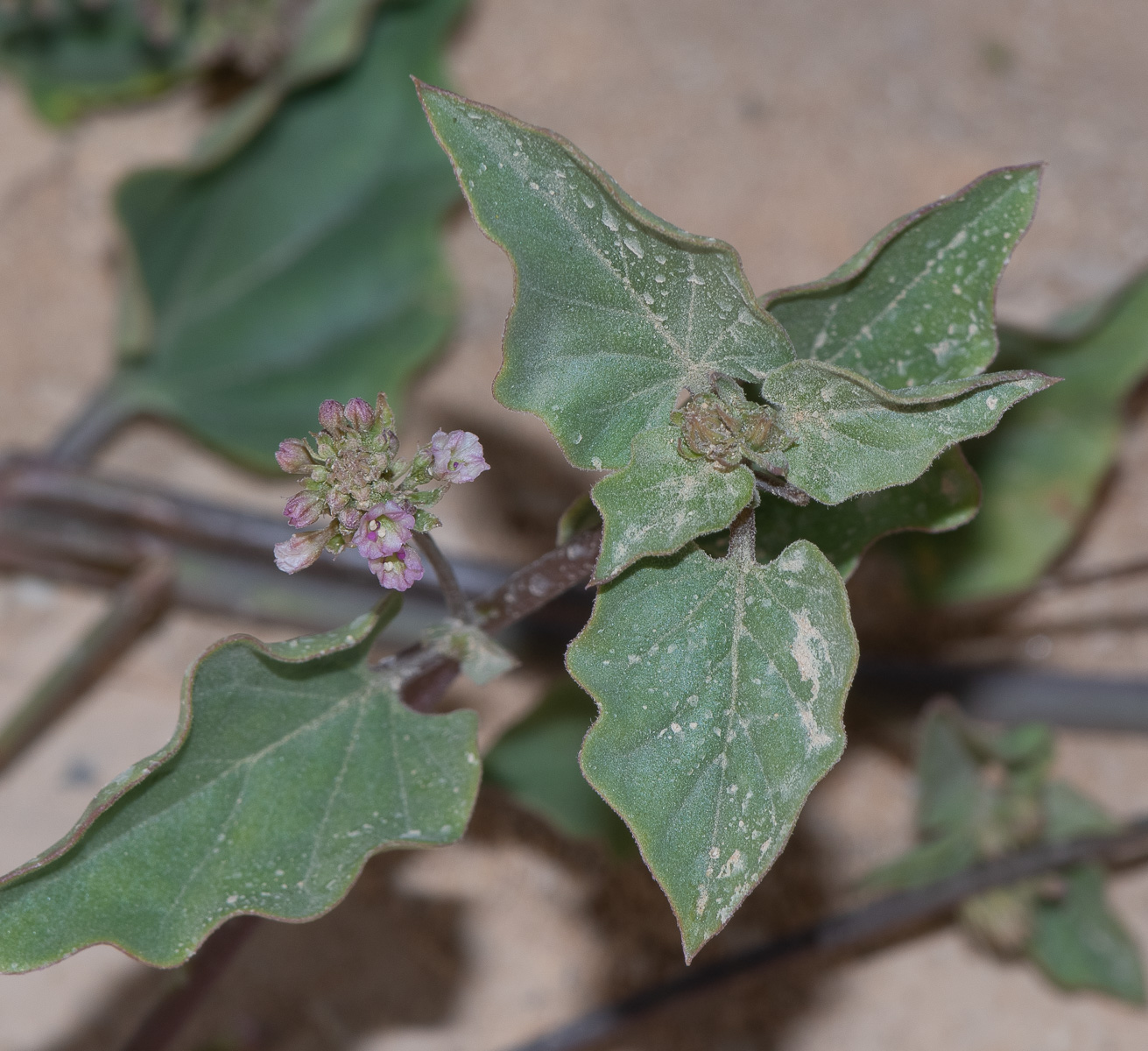 Image of Commicarpus helenae specimen.