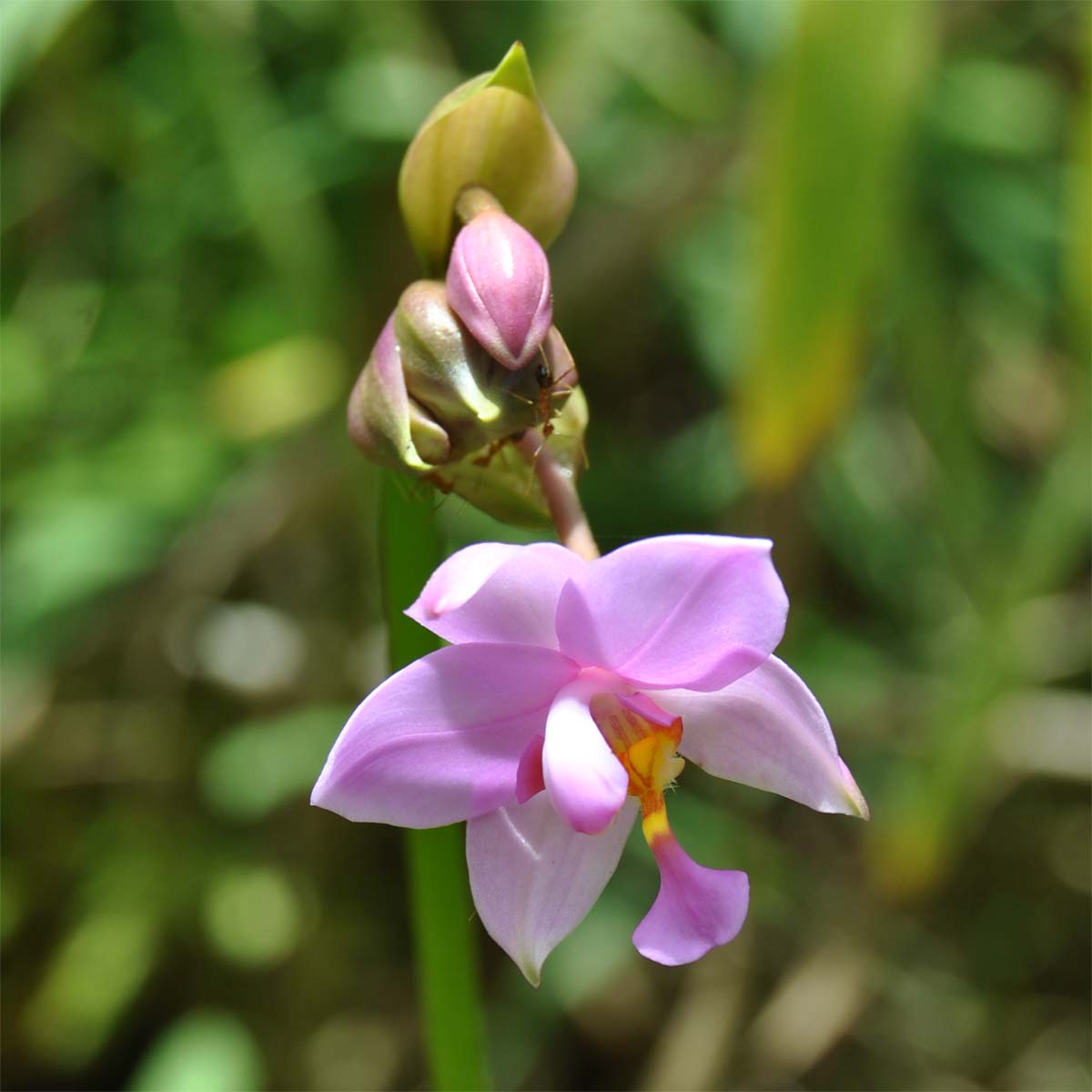 Изображение особи Spathoglottis plicata.