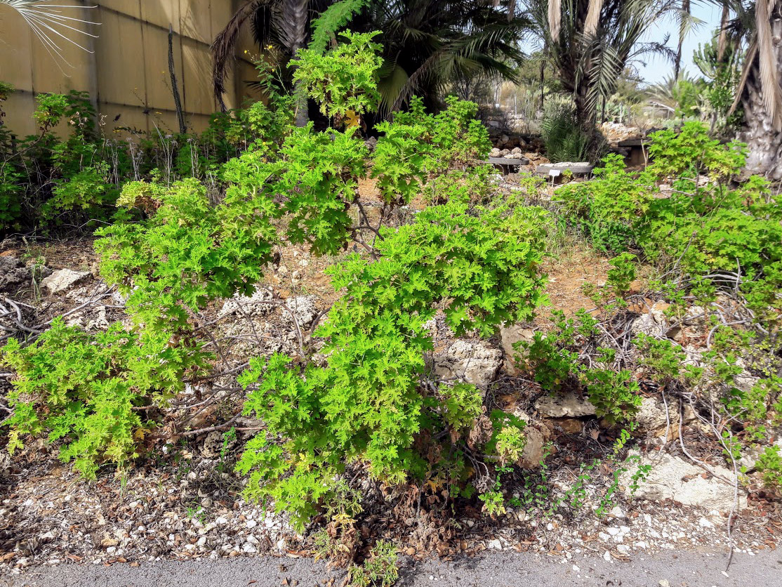 Image of Pelargonium graveolens specimen.