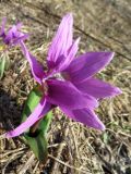 Erythronium sibiricum