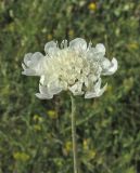 Scabiosa bipinnata. Верхушка побега с соцветием. Краснодарский край, м/о город-курорт Анапа, окраина пос. Супсех, луговая степь. 27 июня 2019 г.