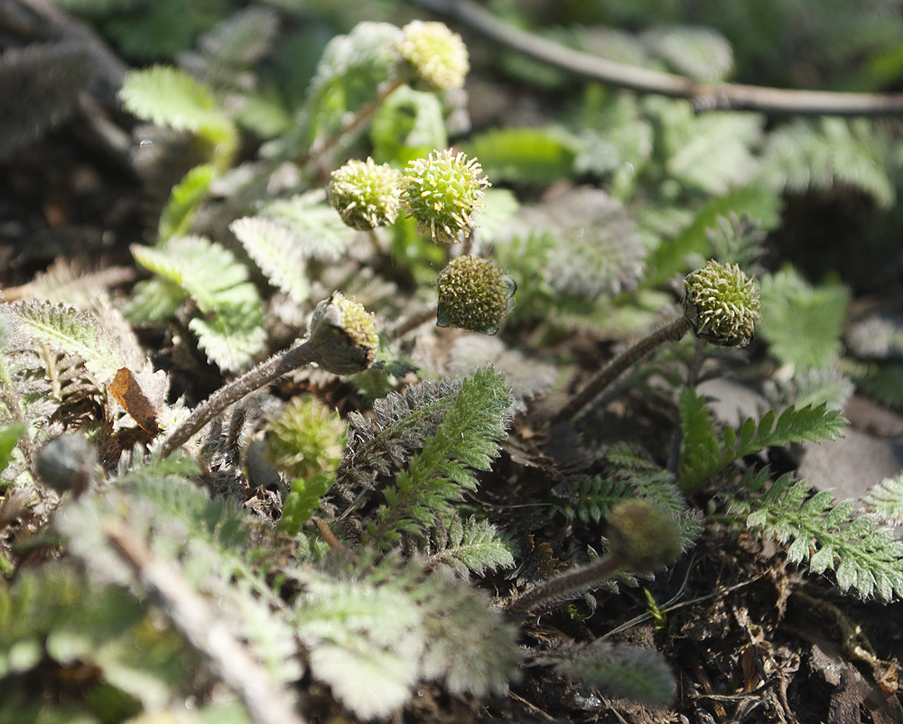 Изображение особи Leptinella potentillina.