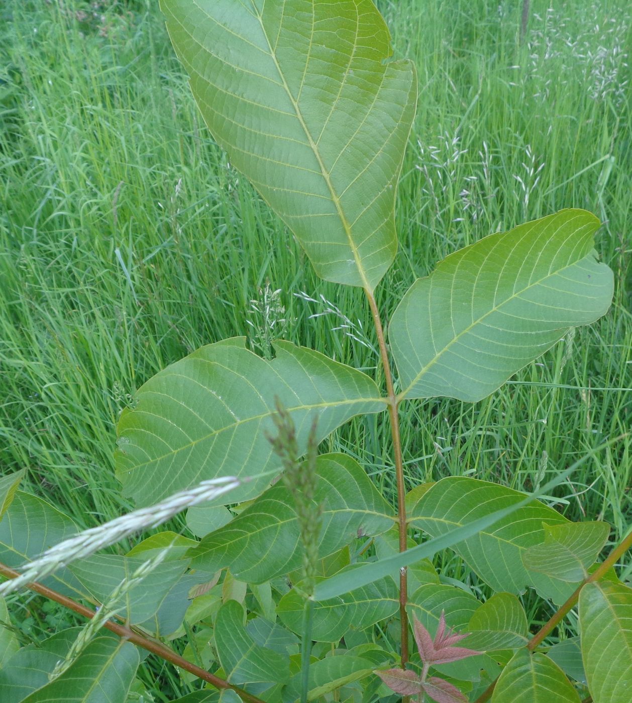 Image of Juglans regia specimen.