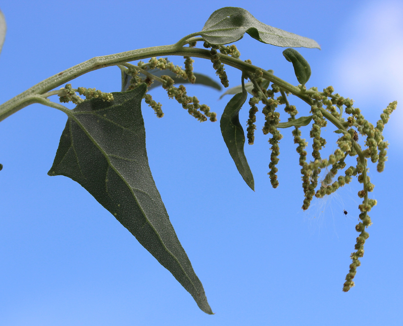 Image of Atriplex sagittata specimen.