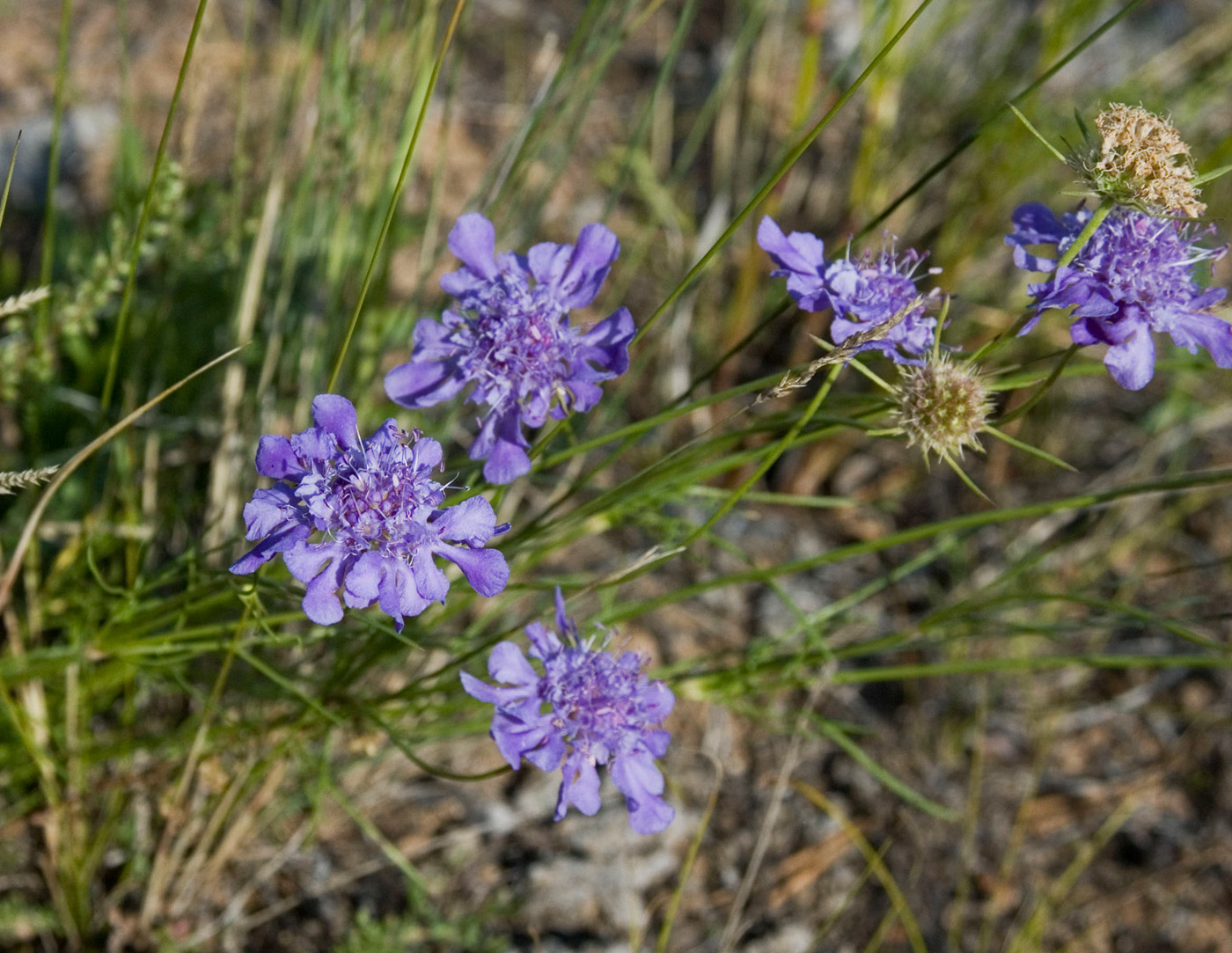 Изображение особи Scabiosa comosa.