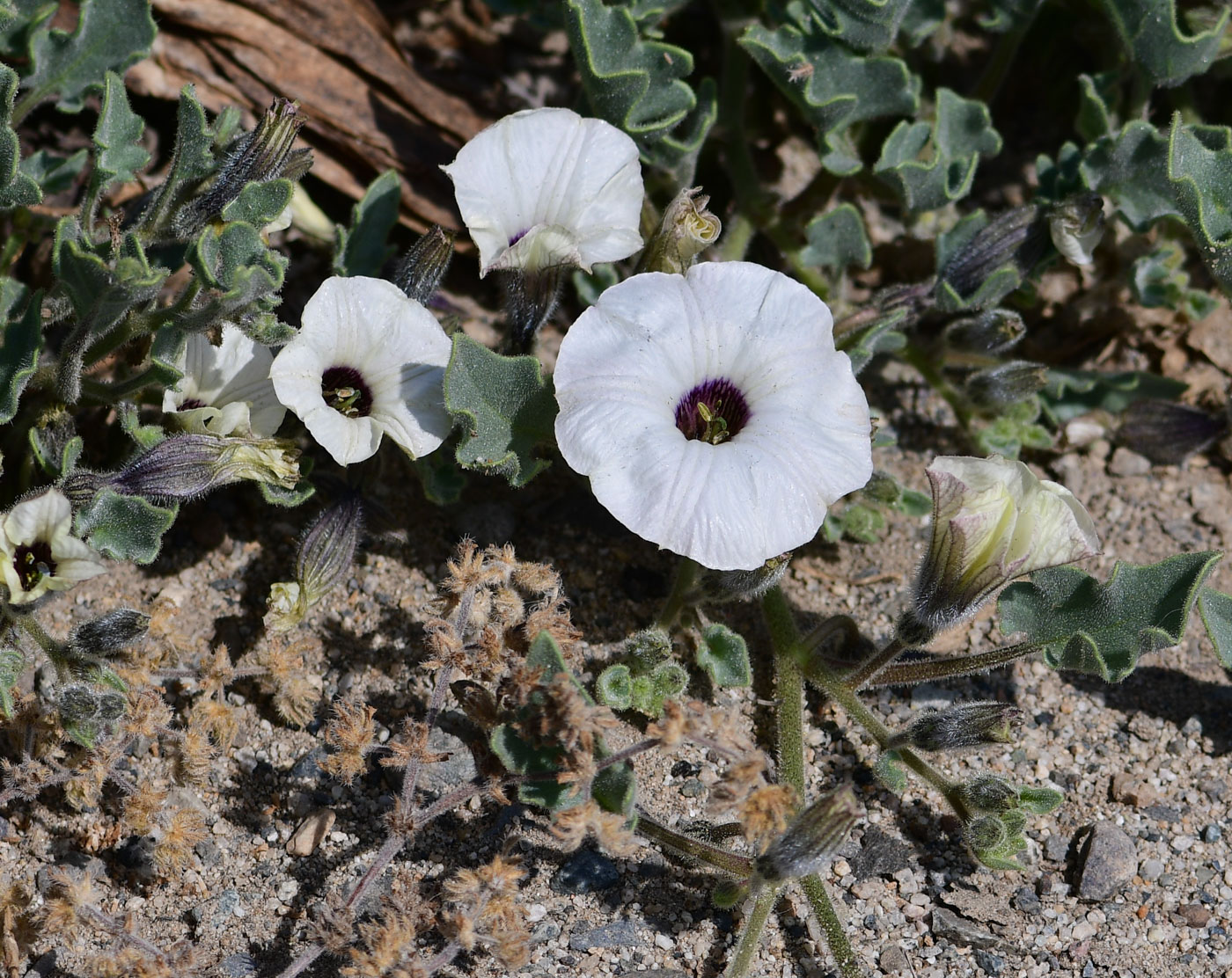 Image of Exodeconus maritima specimen.